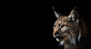 Luchs